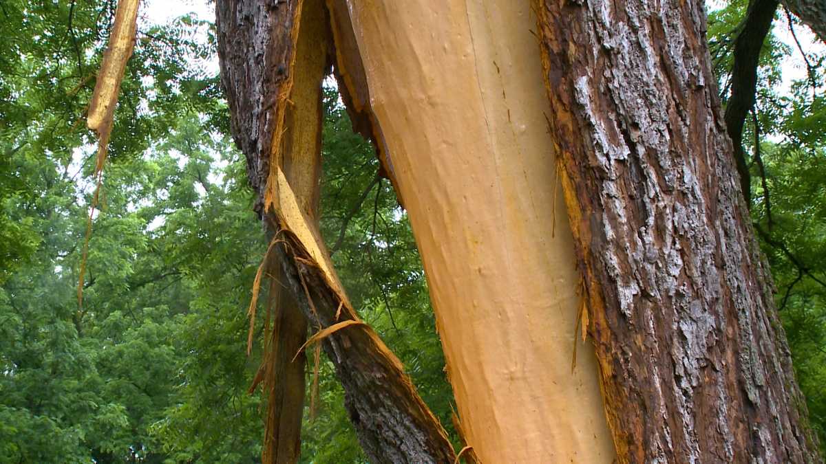 Tree Explodes In Lightning Strike 