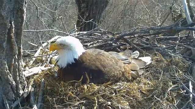 Bird Species Spotlight The Bald Eagle Naturescapes Net Fairfax Northern Virginia Private Investigators The Eagle Group 703 881 7833 Resource Links