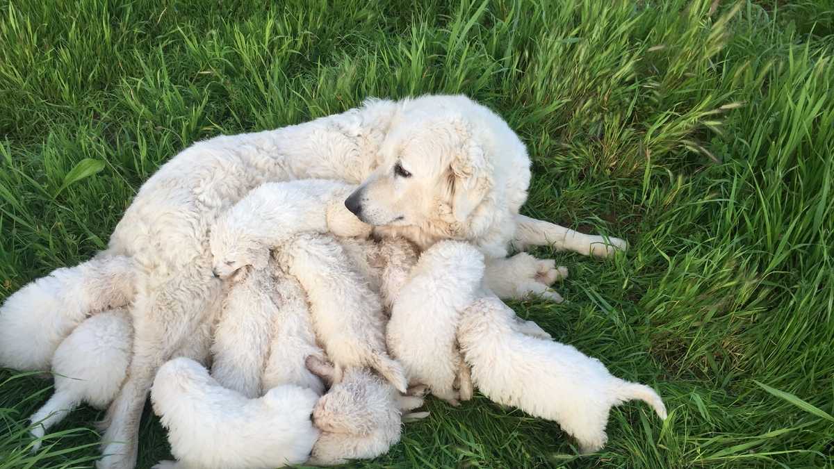 Large litter of rare Maremma puppies born in Fairfield