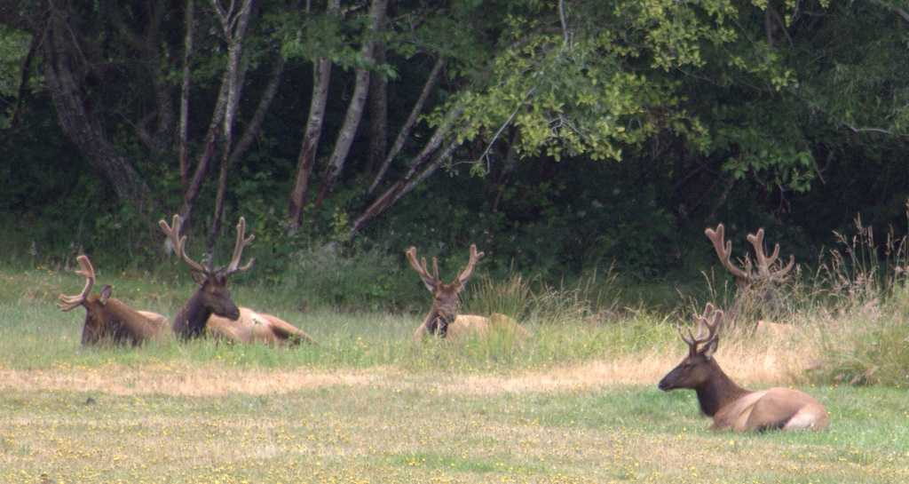 Chronic Wasting Disease Confirmed In Arkansas Elk