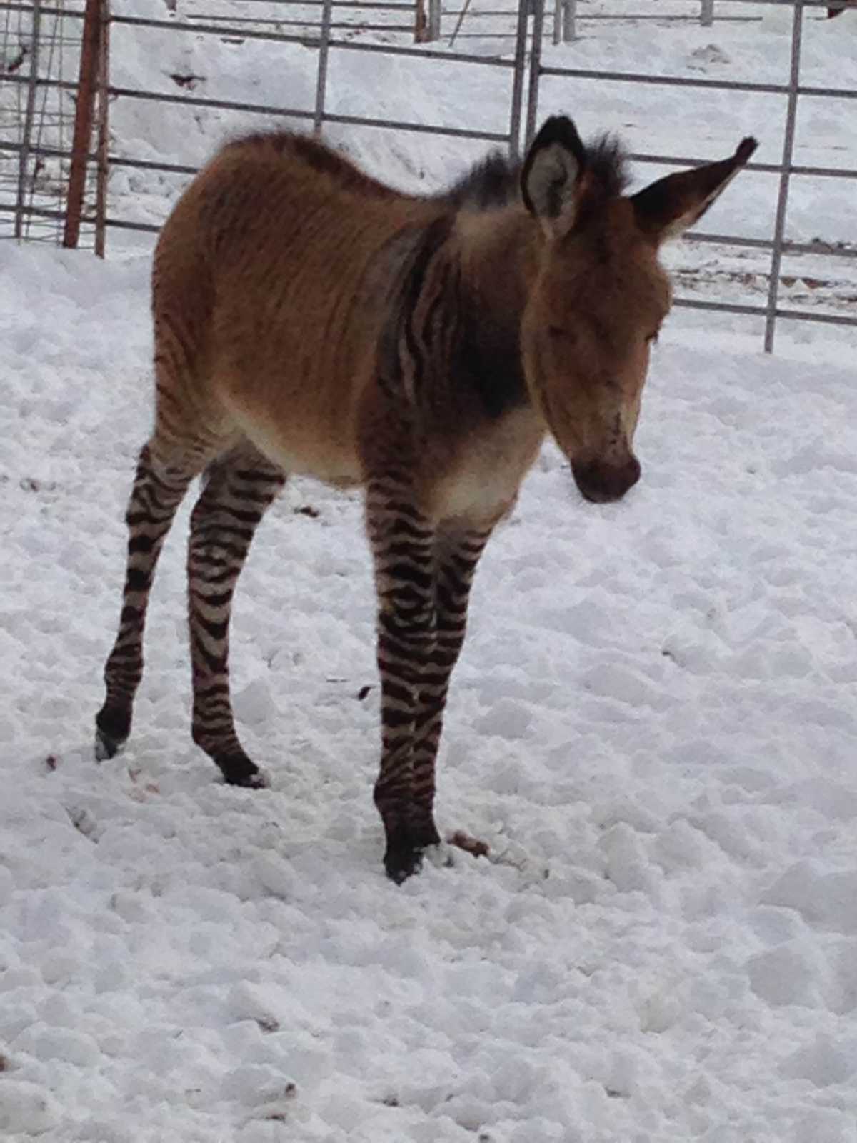 Images ZebraDonkey hybrid 'zedonk' born in Kansas