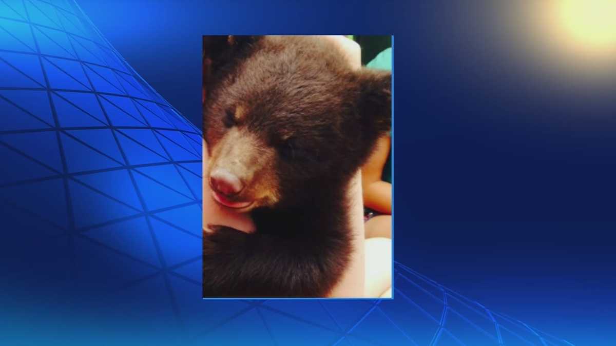 Bear cub bites students, creates rabies concerns