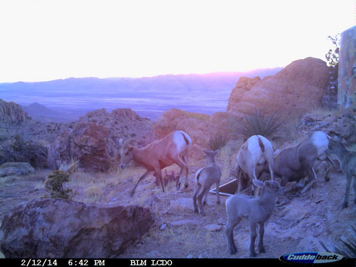 Up Close Photos Of New Mexico Wildlife At Drinker 0807