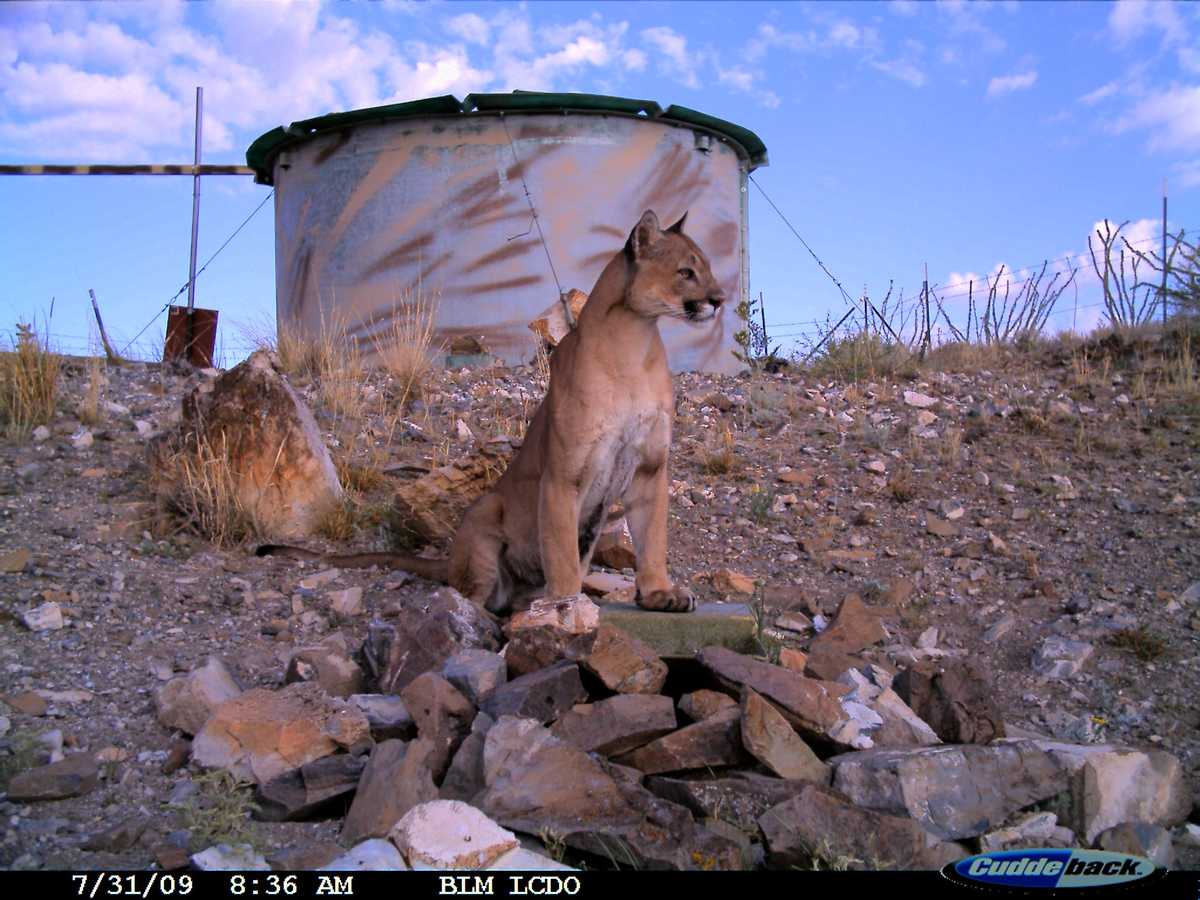 Up close photos of New Mexico wildlife at drinker