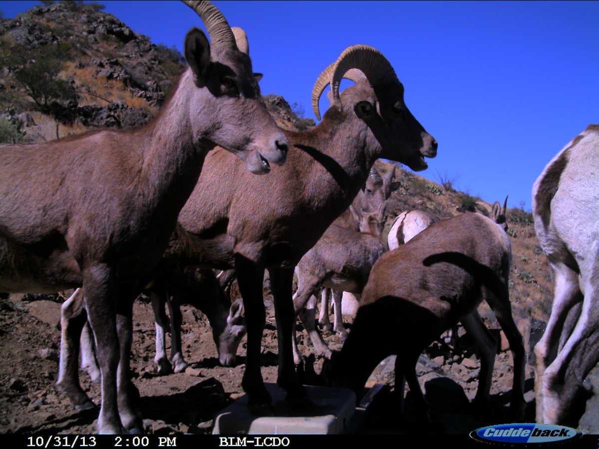 Up close photos of New Mexico wildlife at drinker