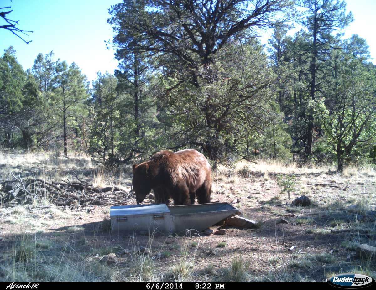 Up close photos of New Mexico wildlife at drinker