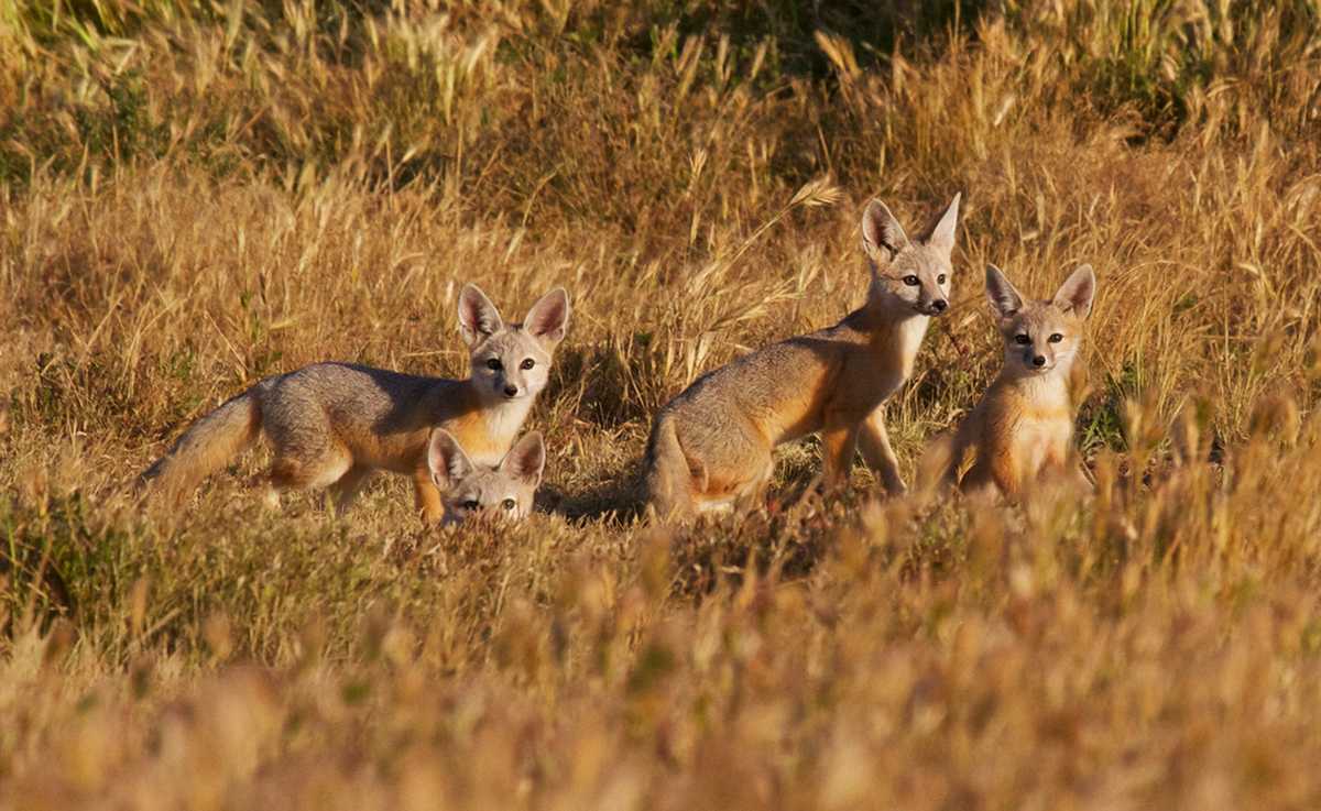 photos-cute-kit-foxes-in-california