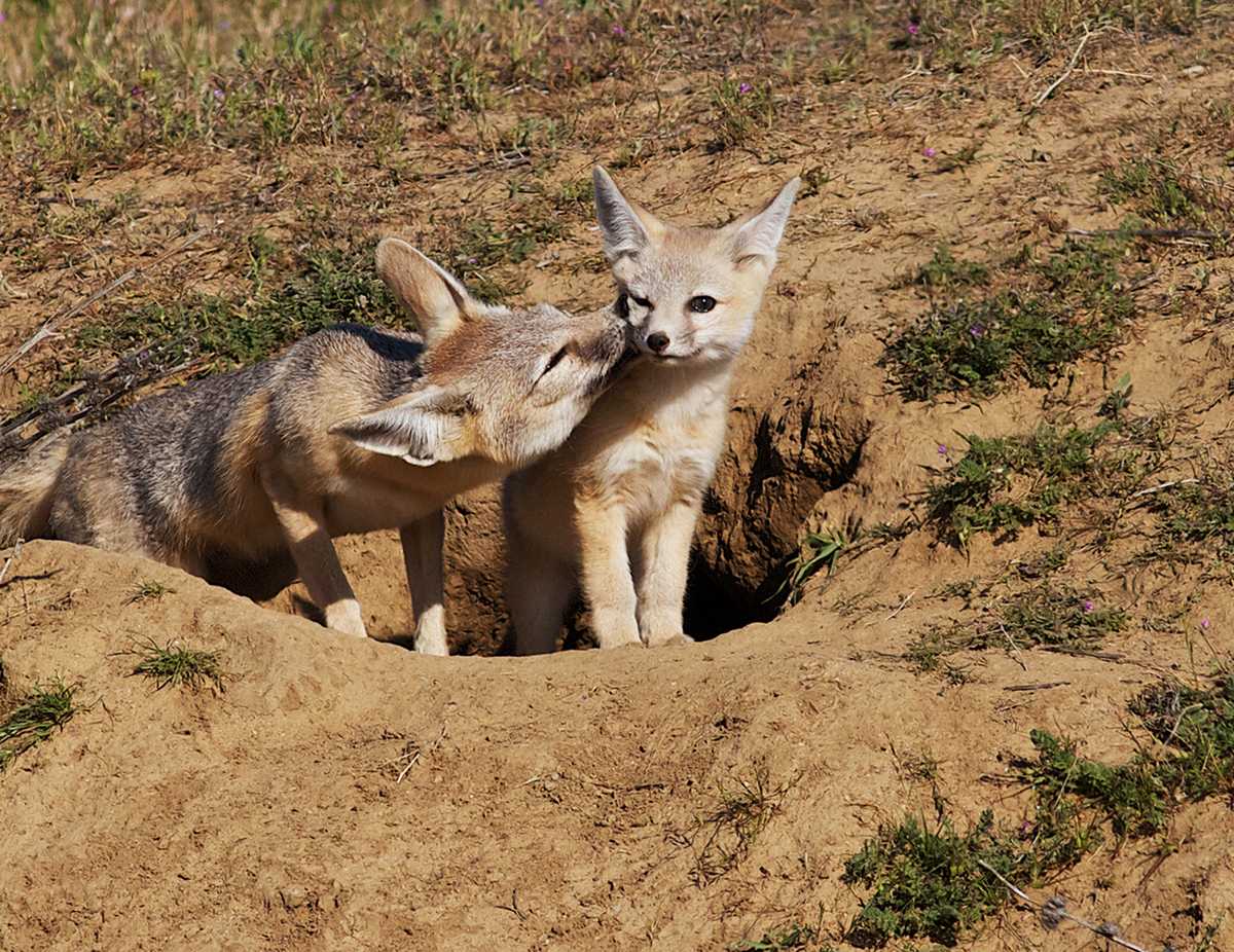 PHOTOS Cute kit foxes in California