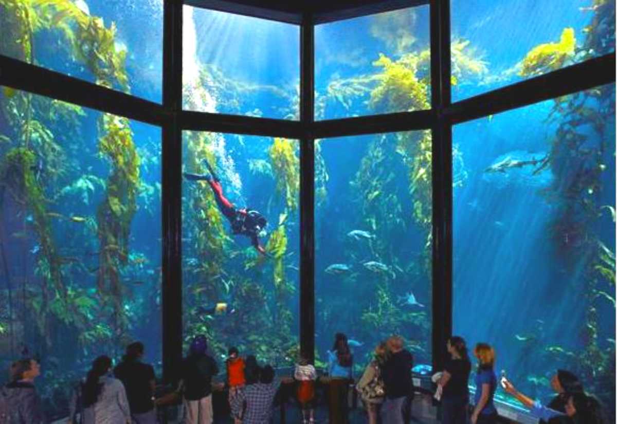 Free Monterey Bay Aquarium admission for tri-county residents