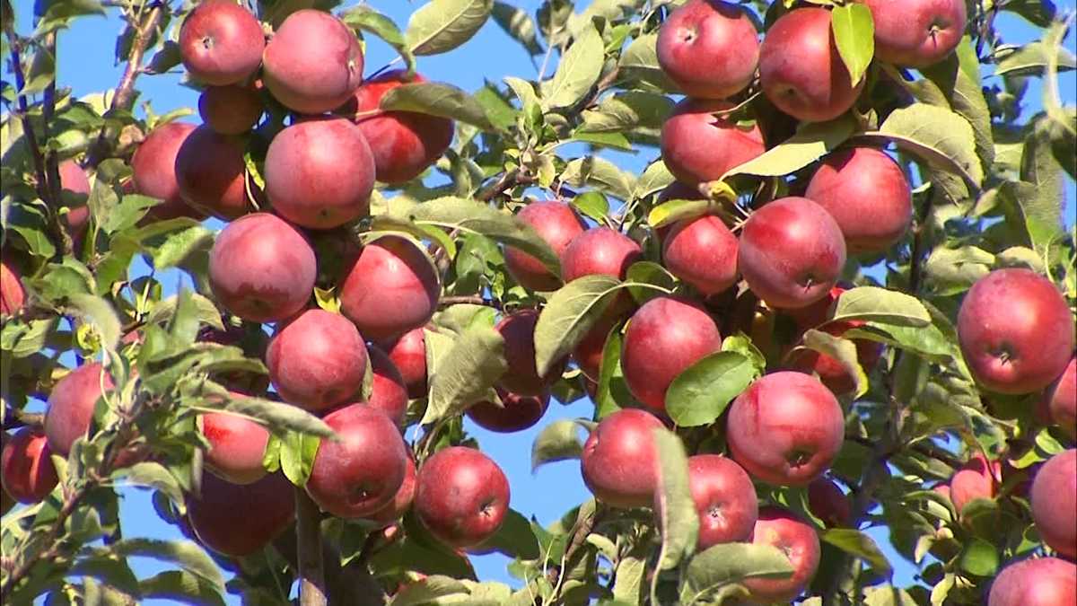 Friday, September 25 Apples