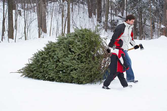 how to keep your christmas tree fresh longer how to keep your christmas tree fresh longer