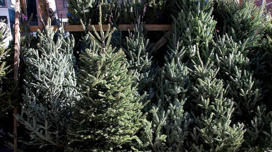 how to keep your christmas tree fresh longer how to keep your christmas tree fresh longer