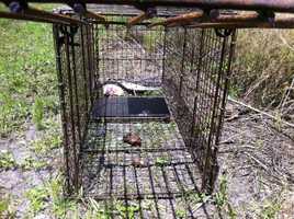 Images: Trap Set For Coyotes Catches Bobcat