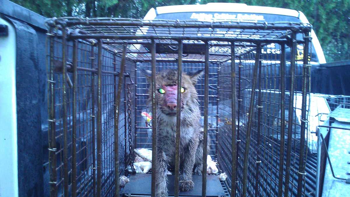 Images Trap set for coyotes catches bobcat