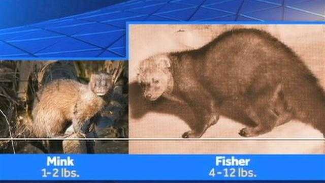 What's the difference between minks and fishers?