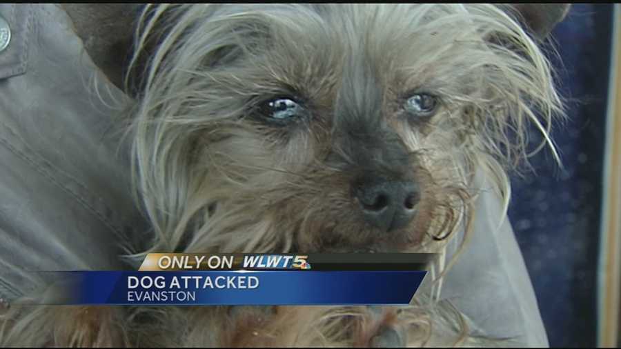 rice yorkies owner seeking justice after attack on miniature yorkie rice yorkies owner seeking justice after attack on miniature yorkie