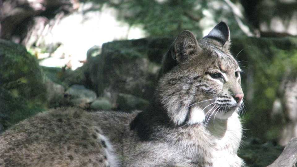 UNH biologists tracking bobcats in New Hampshire