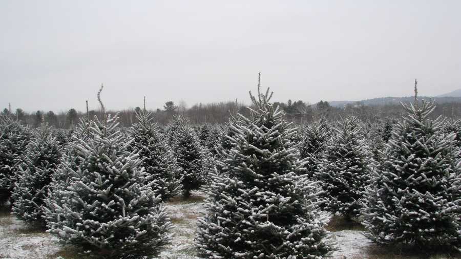 list of notable christmas tree farms in nh list of notable christmas tree farms in nh