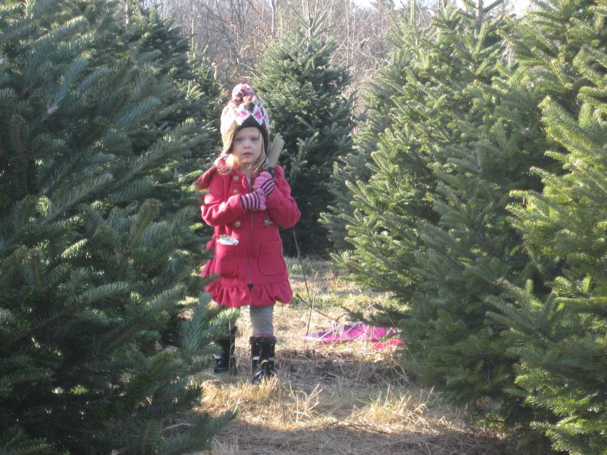 Viewer's Choice Best Christmas tree farms in New Hampshire