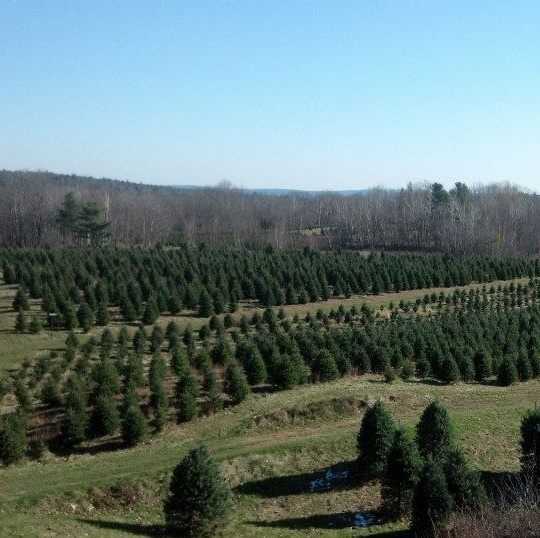 Viewer's Choice: Best Christmas tree farms in New Hampshire