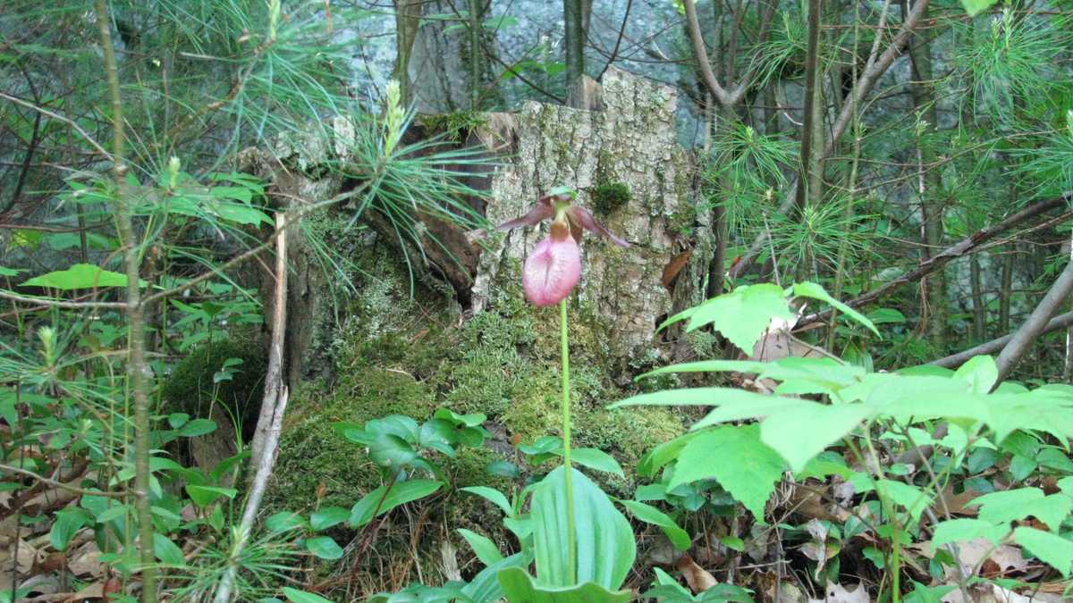 New Hampshire state wildflower blooming across state