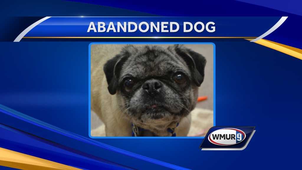 spca pug pug abandoned outside spca spca pug pug abandoned outside spca