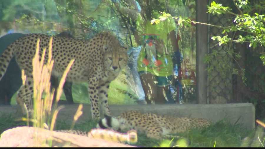 Pittsburgh is our Playground The Pittsburgh Zoo & PPG Aquarium will be offering free admission starting have to find somewhere else to walk off all those meals that day. dveneu.ga Pittsburgh Zoo: Home Welcome to the Pittsburgh Zoo & PPG Aquarium.
