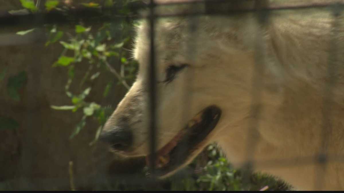 Living Treasures Animal Park in Donegal cited by USDA inspector