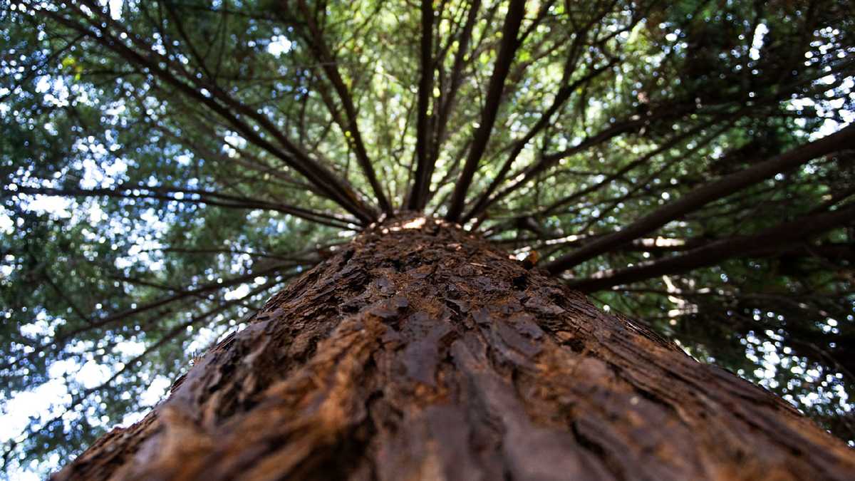 Google seeks to cut down redwood trees
