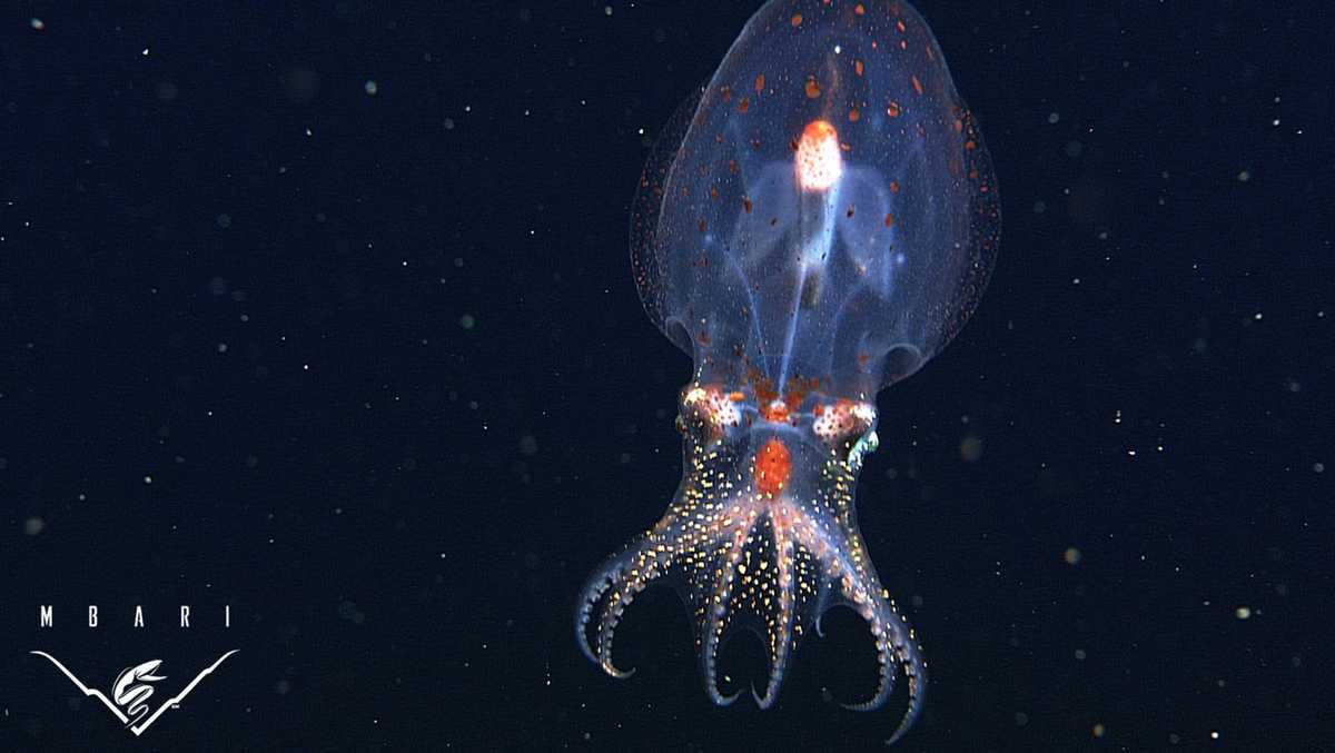 PHOTOS: Bizarre and beautiful deep sea creatures recorded by MBARI