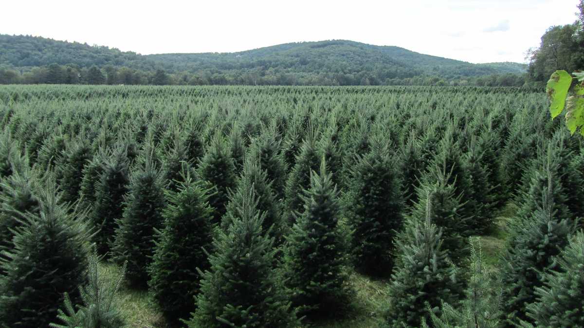 viewers choice 2016 best christmas tree farm in new viewers choice 2016 best christmas tree farm in new