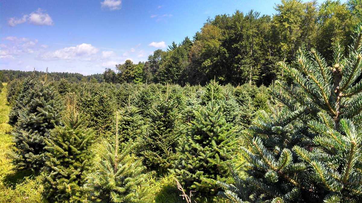viewers choice 2016 best christmas tree farm in new viewers choice 2016 best christmas tree farm in new