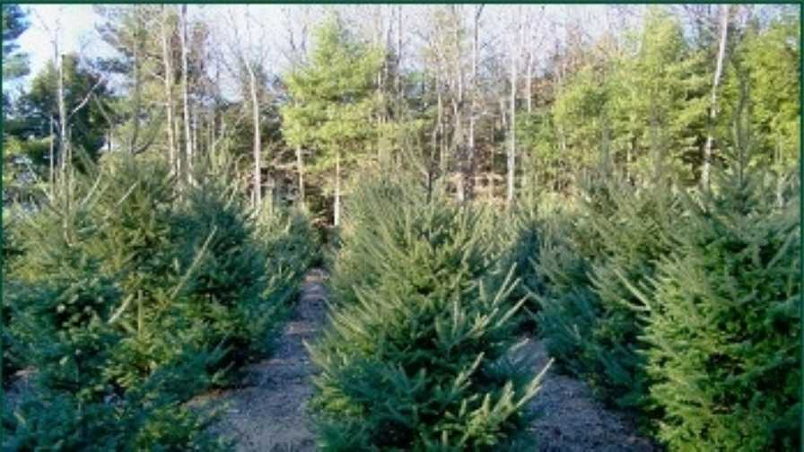 viewers choice 2016 best christmas tree farm in new viewers choice 2016 best christmas tree farm in new