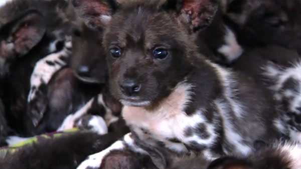 Cincinnati Zoo's new critters have cheesy names - WLWT Cincinnati