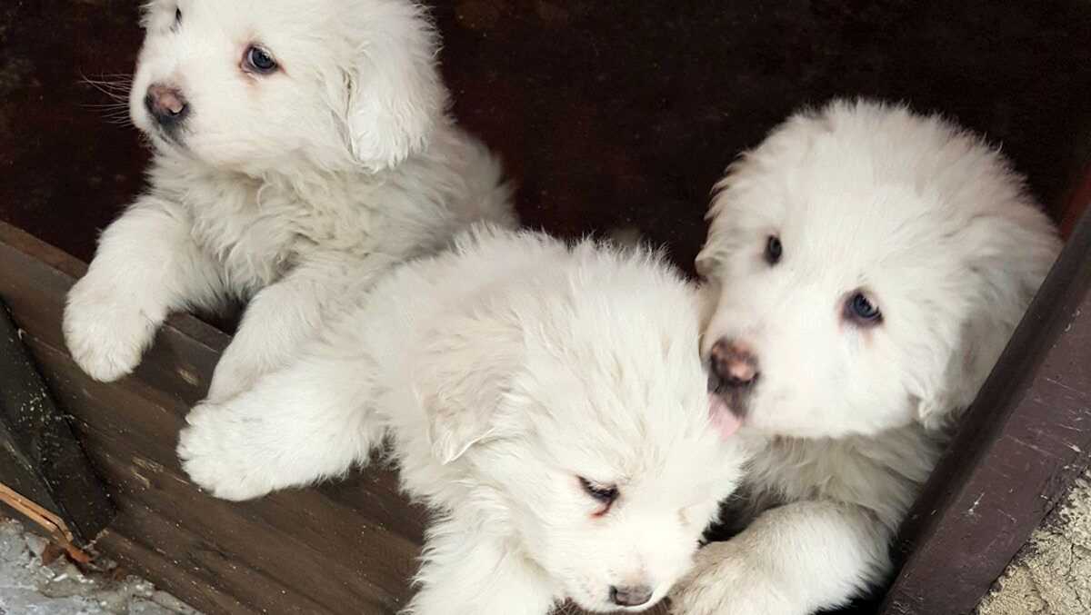 italian avalanche puppies rescuers new after rescuing 3 puppies from italy avalanche italian avalanche puppies rescuers new after rescuing 3 puppies from italy avalanche
