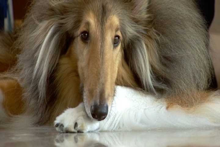 how for puppies to open strange cut open for microchip how for puppies to open strange cut open for microchip