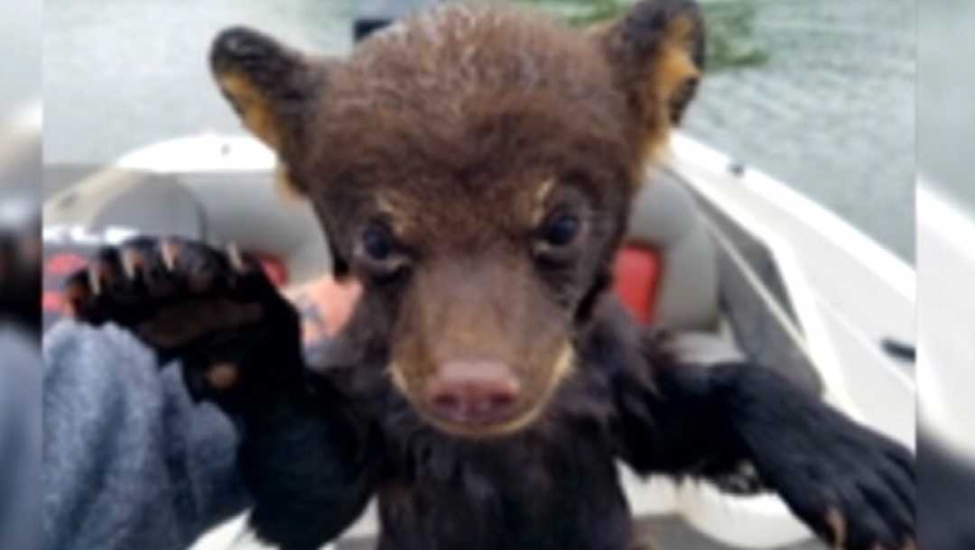Fisherman saves bear cub from drowning