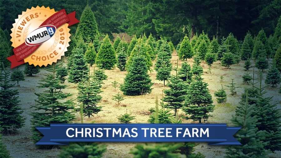 what is the best christmas tree farm in new hshire what is the best christmas tree farm in new hshire
