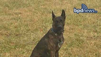 Missing police K-9 found after hours long search - WCVB Boston