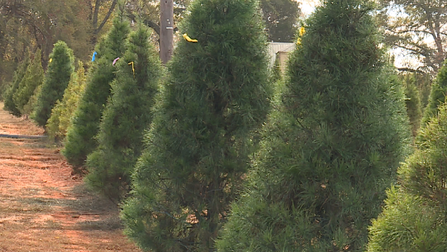 drought affecting alabama christmas tree farms drought affecting alabama christmas tree farms