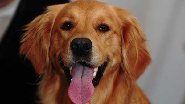 Cincinnati-area hospital among best in country for dog cancer treatment - WLWT Cincinnati