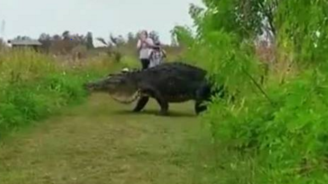 Whoa Giant Alligator Takes A Stroll Through Central Florida Nature Reserve 3078