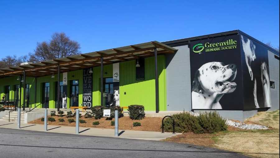 greenville humane society earns perfect score top rating greenville humane society earns perfect score top rating