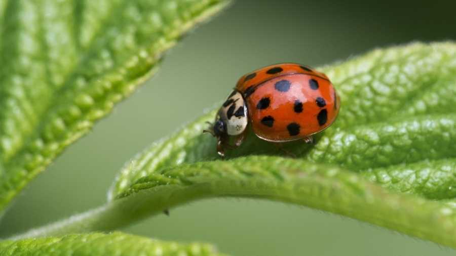 ladybugs in dogs terrifying photo shows a s coated with ladybugs ladybugs in dogs terrifying photo shows a s coated with ladybugs