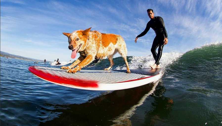Skyler brings 'stoke' back into surfing Santa Cruz - KSBW The Central Coast