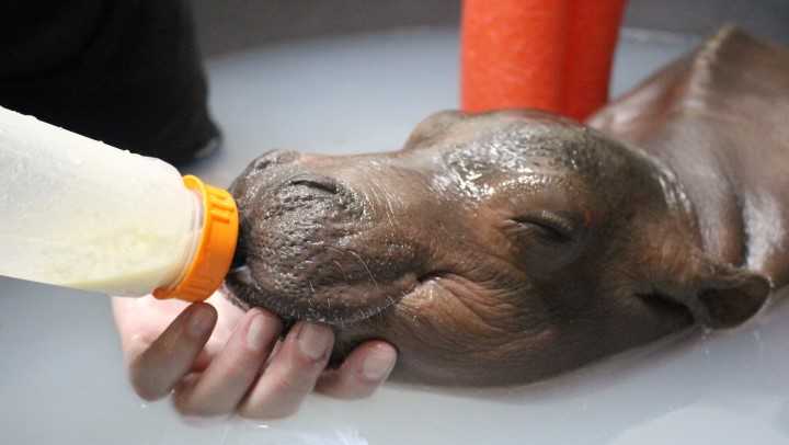 Well-wishes pouring in from around the world for Cincinnati Zoo's baby hippo - WLWT Cincinnati