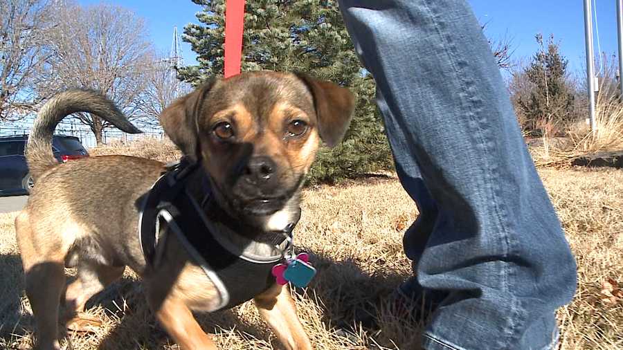 64 dogs, pups sent to Omaha after being rescued from overpopulated
