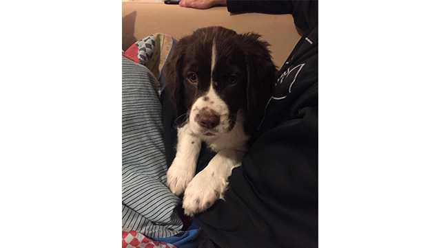 Puppy given as Christmas present stolen from Baltimore home - WBAL Baltimore