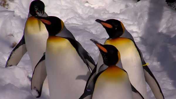 Penguins take over Cincinnati Zoo - WLWT Cincinnati