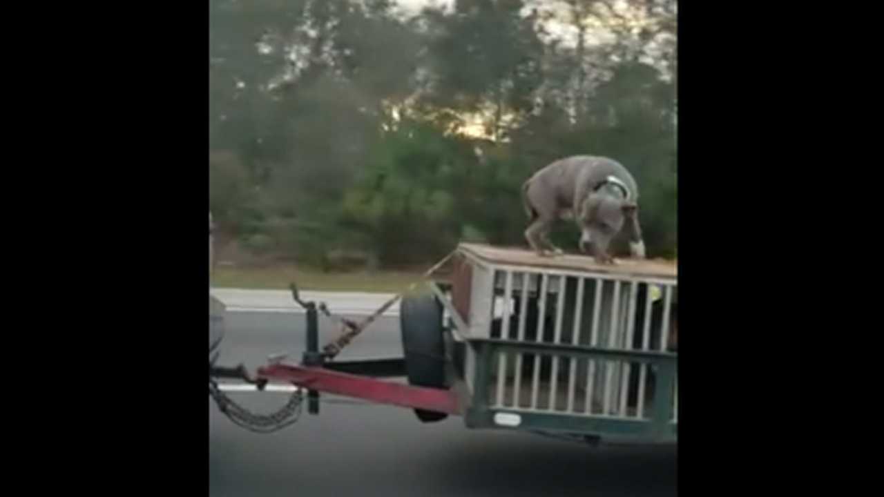 Video shows dog chained to top of crate pulled by SUV